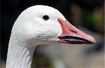 Portrait of a white goose with afunny beak