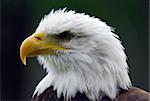 Portrait of an American Bald Eagle