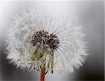 Extreme close-up of a dandelion in full bloom