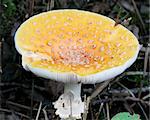 A close-up picture of a wild orange mushroom