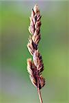 Close-up picture of some wheat