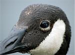 Extreme close-up of a Canada Goose (Branta canadensis)