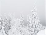 Snowy trees in a forest on a foggy day