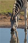 Zebra Drinking with reflection in the water