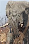 Close up of a Huge African Elephant Bull