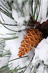 Branch of a winter pine tree with a cone