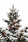 Snow covered spruce tree with cones isolated on white background