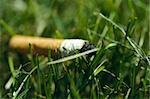 Cigarette butt laying in the grass