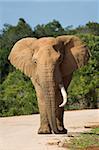 African Elephant with one tusk walking down the road