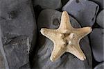 Starfish over the rock background