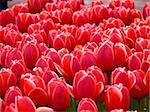 Red tulips in the spring sunshine in a park