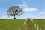 Oak tree on a horizon in early spring with a double wooden post and wire fence line dividing a field in the foreground. Set against a blue sky with altocumulus clouds.