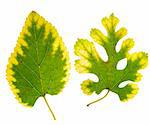 close up of two mulberry leaves changing color from green to yellow on white background