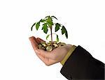 New plant sprouting from a handful of golden coins, isolated - concept for business, innovation, growth and money