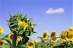 Sunflower bud on a sunny sunflowers field under a bright blue sky