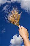 Woman hand holding wheat spikes against blue sky