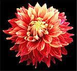 A spectacular dahlia isolated with clipping path