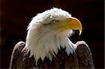 close up of a bald eagles head