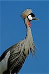 Close-up view of a crowned crane (Balearica regulorum), Hwange National Park, Zimbabwe, southern Africa