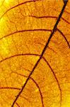 close up of a yellow leaf texture background