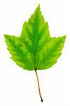 close up of an isolated green maple leaf with detailed texture on white background.