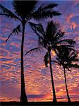 Palm trees on the beach at sunset