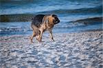 dog german shepherd play on the beach