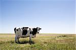 A cow standing dumbfounded on the prairies with large copy space in the sky and grass