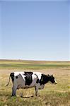 A cow standing swatting flies with it's tail on the prairies with large copy space in the sky