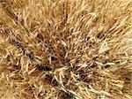 Overhead close up view of wheat field ready for harvest.