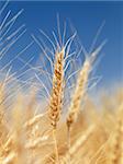 Close up view of wheat field ready for harvest.