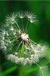 Detail of blowball on green background