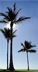 Three palm trees at the beach