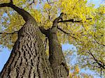 autumnal trees fragment with bright yellow foliage against blue sky