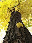 autumnal tree fragment with bright yellow foliage