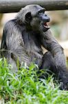 Chimpanzee