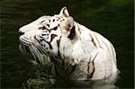White Tigers