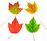 full resolution close up view of four maple leaves with different colors but similar shapes on white background