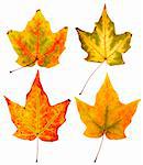 full resolution close up view of four maple leaves with two colors in each leaf on white background