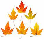 a collection of full resolution close up view of six colorful maple leaves with similar shapes on white background in a pyramid design