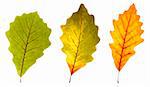 close up view of three oak leaves with green yellow and mixed colors in between on white background