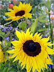 2 sunflowers in the garden