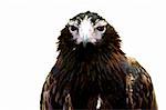 Wedge Tailed Eagle