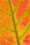 close up of a red maple leaf texture with green and yellow lines