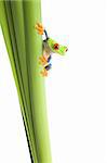 frog on a plant - a red eyed tree frog (Agalychnis callidryas) isolated on white