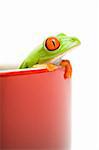 frog looking out of red cooking pot - a red eyed tree frog (Agalychnis callidryas) isolated on white