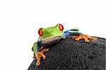 frog on a wet rock, a red-eyed tree frog (agalychnis callidryas) macro shot isolated on white