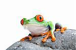 red-eyed tree frog sitting on a rock, isolated on white