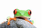 frog looking over rock - a red-eyed tree frog (Agalychnis callidryas) closeup isolated on white