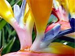 Bird of Paradise close-up